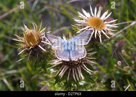 Chalk Hill Blue Butterfly Foto Stock