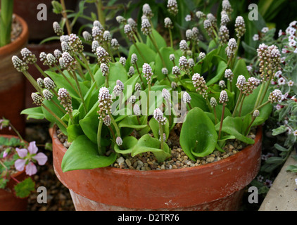 Little White soldati, Drimiopsis maculata, Asparagaceae (Hyacinthaceae). Sud Africa. Foto Stock