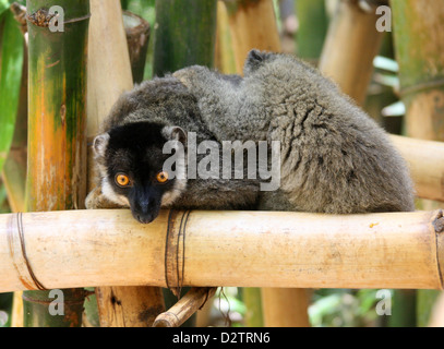 Comune di lemuri marrone, il Eulemur fulvus, Lemuridae primati. Madagascar, Africa. Foto Stock