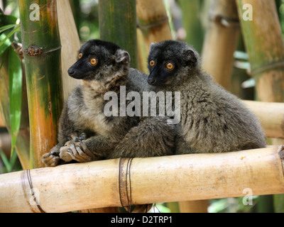 Comune di lemuri marrone, il Eulemur fulvus, Lemuridae primati. Madagascar, Africa. Foto Stock