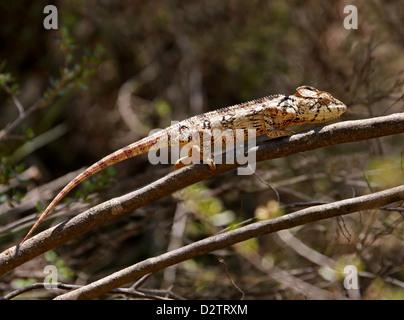 Oustalet o gigante malgascio camaleonte, Furcifer oustaleti, Chamaeleonidae. Aka Chamaeleon oustaleti, Chamaeleo oustaleti. Foto Stock