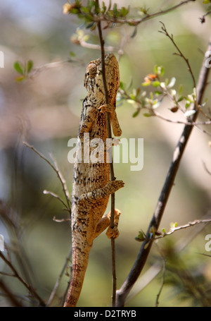 Oustalet o gigante malgascio camaleonte, Furcifer oustaleti, Chamaeleonidae. Aka Chamaeleon oustaleti, Chamaeleo oustaleti. Foto Stock