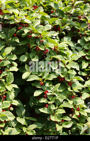 Vitigno di Magnolia, Schisandra rubriflora, Schisandraceae. Cina. Foto Stock