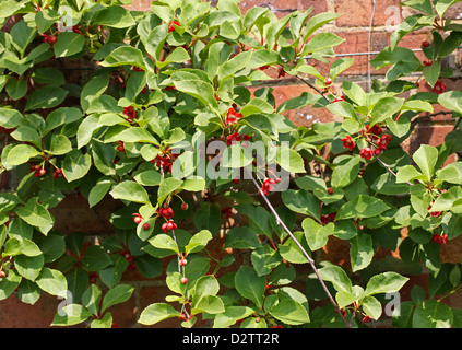 Vitigno di Magnolia, Schisandra rubriflora, Schisandraceae. Cina. Foto Stock