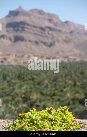 Colpo verticale di Gebel Kissane nella regione di Agdz, Zagora Provincia, del Marocco, Nord Africa con fiori di primo piano nella messa a fuoco Foto Stock