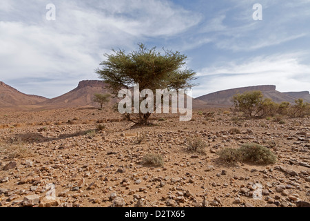 La guida lungo sperone wadi letto con segni di pioggia pesante a Zagora Provincia, Anti Atas montagne del Marocco, Africa del Nord Foto Stock