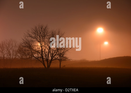 La nebbia torbida notte con stagliano alberi illuminato da luci Foto Stock