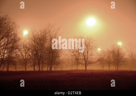 La nebbia torbida notte con stagliano alberi illuminato da luci Foto Stock