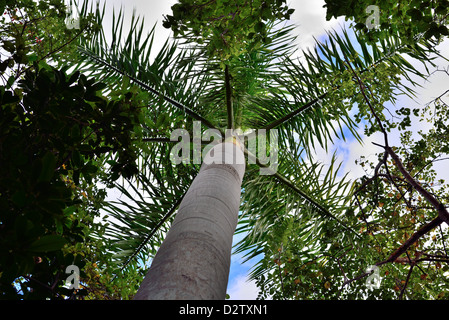 Un royal palm (Roystonea regia) tree. Il parco nazionale delle Everglades, Florida, Stati Uniti d'America. Foto Stock