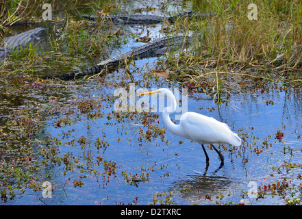 Un bianco airone bianco maggiore (Ardea alba) la pesca in un alligatore infestata palude. Il parco nazionale delle Everglades, Florida, Stati Uniti d'America. Foto Stock
