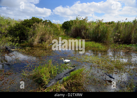 Snapshot dell'eco-sistema, alligatori e uccelli vivono fianco a fianco nella palude. Il parco nazionale delle Everglades, Florida, Stati Uniti d'America. Foto Stock