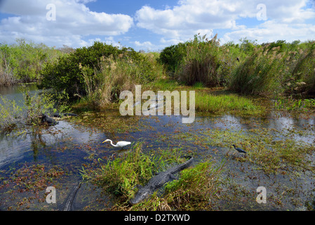 Snapshot dell'eco-sistema, alligatori e uccelli vivono fianco a fianco nella palude. Il parco nazionale delle Everglades, Florida, Stati Uniti d'America. Foto Stock