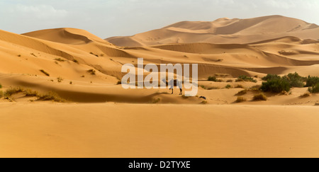 Panoramica del cammello hobbled in cerca di cibo nel deserto di Erg Chebbi vicino a dune di Merzouga, Marocco, Africa del Nord Foto Stock