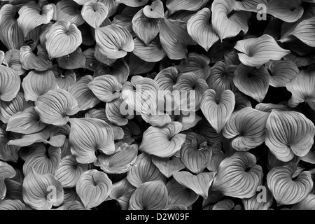 O00992-00 BW...OREGON - Falso il giglio della valle, maianthemum dilatatum, comuni lungo la costa dell'Oregon. Foto Stock