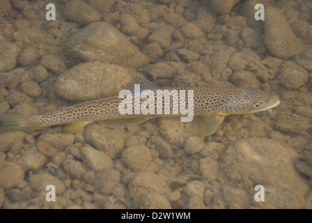 Una trota fario di riposo in acque poco profonde del Red Deer River, Alberta, Canada dopo essere stato rilasciato da un pescatore a mosca. Foto Stock
