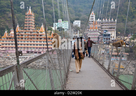 India, Rishikesh. I babbuini frequenti la passerella sul Gange che conduce al Manzil Tera tempio indù, sulla sinistra. Foto Stock
