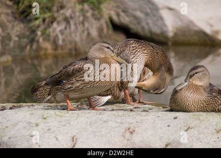 Una famiglia di wild le anatre bastarde poggiano su una roccia nel fiume Bow, CENTRALE,Alberta in Canada. Foto Stock