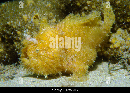 Striped Rana pescatrice (Antennarius striatus) a nave Rock, porta l'hacking, Sydney, Nuovo Galles del Sud, Australia Foto Stock