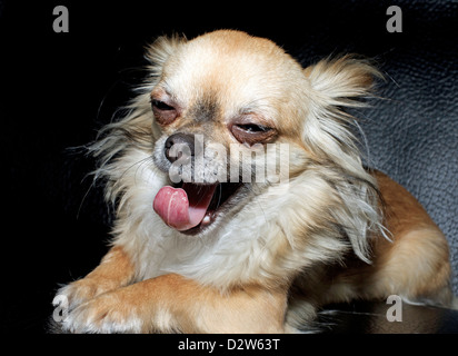 Carino Chihuahua sbadigli con la bocca aperta Foto Stock