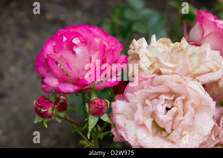 Acropoli di Rose Foto Stock