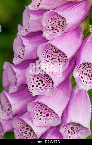 Foxglove (Digitalis purpurea), piantaggine (Famiglia Plantaginaceae) Foto Stock