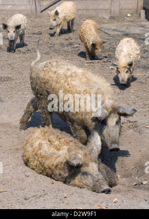 Kremmen, Germania, maiali mangalica Foto Stock