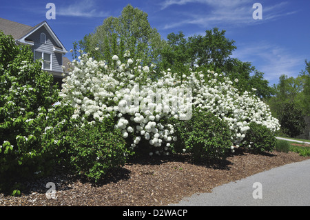 Snowball bush (Viburnum opulus ) Foto Stock