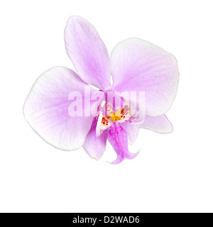 Phalaenopsis Schilleriana Orchidee Foto Stock