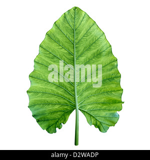 Un unico grande verde foglia tropicale - Montante Gigante a orecchio di elefante, night-profumato Lily (Odora alocasia) Foto Stock