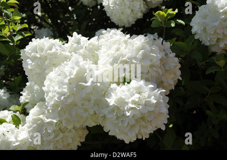 Snowball bush (Viburnum opulus ) Foto Stock