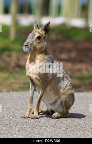 Un Mara presso lo Zoo Whipsnade, Inghilterra Foto Stock