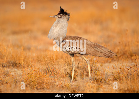 Kori bustard (Ardeotis kori), il Parco Nazionale di Etosha, Namibia Foto Stock