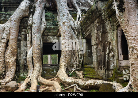 Tropical albero radici aggrovigliamento di Ta Prohm tempio di Angkor, Cambogia Foto Stock