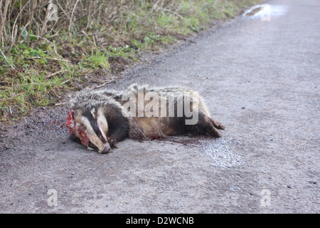 Road kill - dead badger in un vicolo del paese in Somerset - Febbraio 2012 Foto Stock