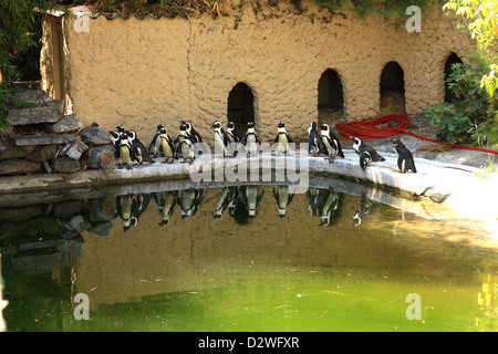 I Penguins africani (Spheniscus demersus) vicino ad una piscina in un giardino zoologico Foto Stock