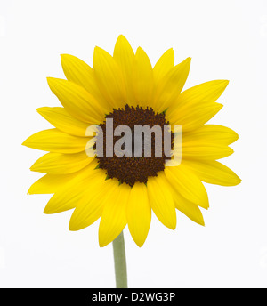 Girasole, Helianthus annuus Foto Stock