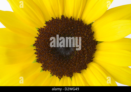 Girasole, Helianthus annuus Foto Stock