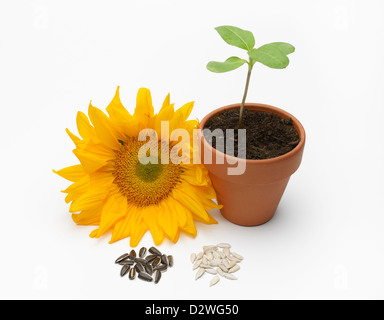 Girasole, Helianthus annuus Foto Stock