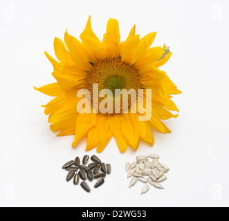 Girasole, Helianthus annuus Foto Stock