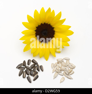 Girasole, Helianthus annuus Foto Stock