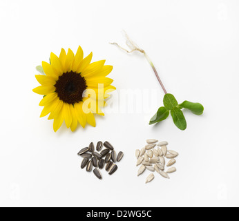 Girasole del ciclo di vita con la piantina, semi (con il nero cappotto di seme e senza), e fiori. Foto Stock