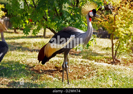 Grey Crowned Crane (Balearica regulorum) allo zoo Foto Stock