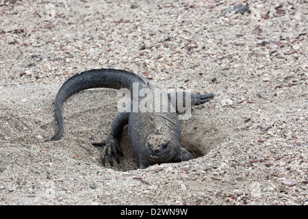 Marine Iguana femmina (Amblyrhynchus cristate) scavo nido burrow in spiaggia di sabbia sull'isola Fernandina nelle isole Galapagos, Ecuador Foto Stock