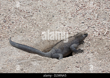 Marine Iguana femmina (Amblyrhynchus cristatus) scavo nido burrow sull'isola Fernandina nelle isole Galapagos Foto Stock