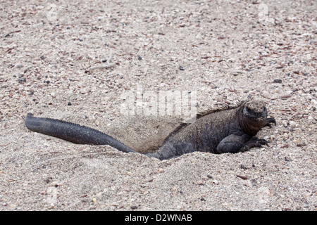 Marine Iguana femmina (Amblyrhynchus cristatus) scavare nido burrow nelle isole Galapagos Foto Stock