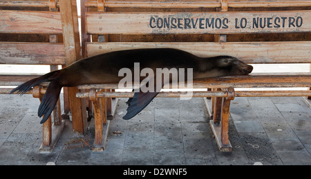 Galapagos Sea Lion snoozing su panchina al lungomare di Puerto Baquerizo Moreno con il logo di conservazione: Conservemos lo nuestro (noi conserviamo il nostro) Foto Stock