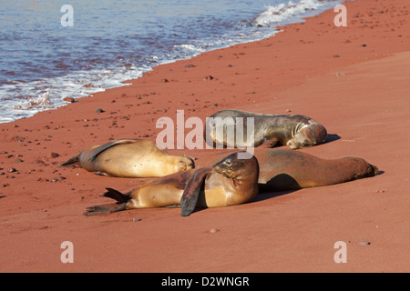 Galapagos Sea Lions che dormono su una spiaggia vulcanica con sabbia rossa a causa dell'ossidazione della lava ricca di ferro sull'isola nell'Oceano Pacifico. Zalophus wollebaeki Foto Stock