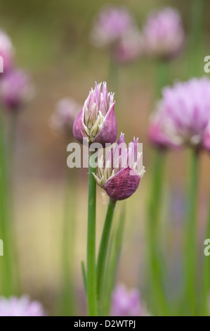 Allium schoenoprasum erba cipollina a fioritura appena apertura utilizzata nelle ricette di cucina Foto Stock