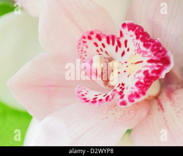 Parte della rosa orchid closeup Foto Stock