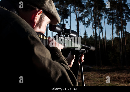 Cacciatore dei cervi pistola di puntamento a Thetford Forest, Regno Unito Foto Stock